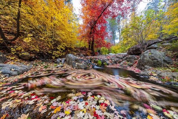 Swirling-Leaves-at-Workman-Creek-by-Byron-Neslen-Photography