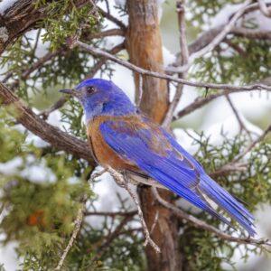 Western Bluebird Winter