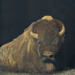 Bodacious Bob, bison scratchboard art by Paul Hopman