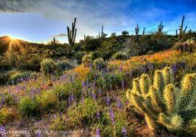 Arizona Wildflowers by Cheyenne L Rouse Photography