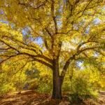 Autumn-at-Boyce-Thompson-Arboretum-by-Byron-Neslen-Photography