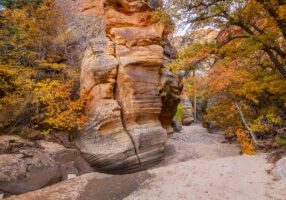 Autumn in East End Zion Canyon by Byron Neslen Photography