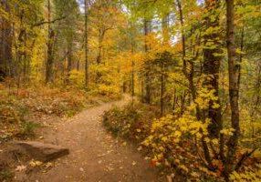 Autumn on the West Fork Trail by Byron Neslen Photography