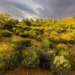 Bartlett Lake Wildflower Bloom by Byron Neslen Photography