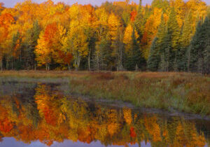 Beaver Pond Sunset Gallery Wrapped Canvas By The Nature Gallery