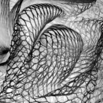 Black Mesh Gallery Wrapped Canvas By The Nature Gallery