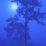 Blue Moon Gallery Wrapped Canvas By The Nature Gallery