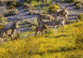 Burros and Flowers