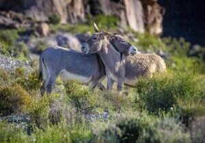 Two burros