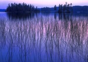 Canadian Blues Gallery Wrapped Canvas By The Nature Gallery