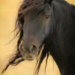Captain Jack by Cheyenne L Rouse Photography
