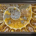 Cleoniceras Framed by The Nature Gallery