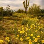 Desert Marigolds in Sonoran Desert by Byron Neslen Photography