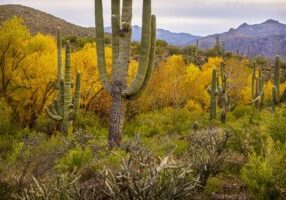 Fall in the Sonoran Desert by Byron Neslen Photography