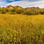 Field of Globe Mallow in The Sonoran Desert by Byron Neslen Photography