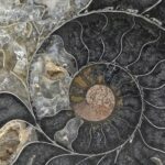 Fossil Ammonite Gallery Wrapped Canvas By The Nature Gallery