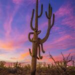 Giant Saguaro Sunset 2 by Byron Neslen Photography