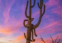 Giant Saguaro Sunset by Byron Neslen Photography
