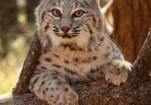 Just Hanging Around by Cheyenne L Rouse Photography