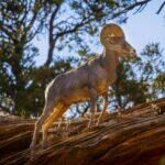 King of the Mountain by Byron Neslen Photography