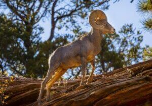 King of the Mountain by Byron Neslen Photography
