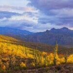 Late Autumn Light in the Sonoran Desert by Byron Neslen Photography