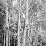 Lockett Meadow by Byron Neslen Photography