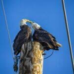 Love Birds Bald Eagles by Byron Neslen Photography