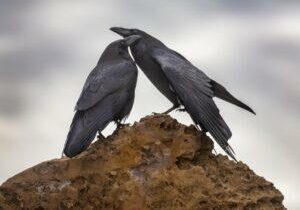 Love Birds by Byron Neslen Photography