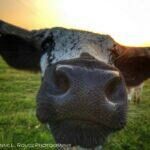 Mama Longhorn by Cheyenne L Rouse Photography