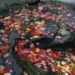 Maple Leaves Gallery-Wrap Canvas by The Nature Gallery