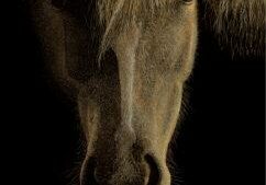 Misty, horse scratchboard art by Paul Hopman