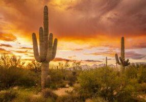 Monsoon Saguaro Sunset at Saguaro National Park East by Byron Neslen Photography