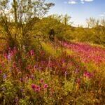 Owl Clover in Organ Pipe Nation Monument by Byron Neslen Photography