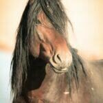 Plains Warrior by Cheyenne L Rouse Photography