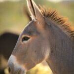 Precious by Cheyenne L Rouse Photography