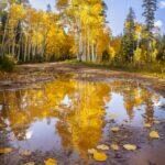 Puddle Reflection In the Kaibab Forest 1