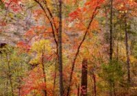 Red Big Tooth Maples in West Fork by Byron Neslen Photography