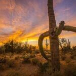 Saguaro Framed Saguaro Sunset by Byron Neslen Photography
