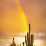 Saguaro Rainbow Sunset by Byron Neslen Photography