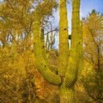 Saguaro Surrounded in Autumn Color by Byron Neslen Photography