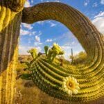 Salt River Saguaro Blooms by Byron Neslen Photography