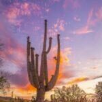 Salt River Saguaro by Byron Neslen Photography