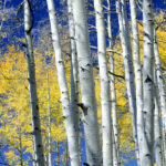 San Juan Aspens Gallery-Wrap Canvas by The Nature Gallery