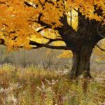 Sheltering Arms gallery-wrap canvas by The Nature Gallery