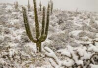 Snowing in the Sonoran Desert by Byron Neslen Photography