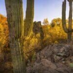 Sonoran Desert Autumn at Coon Creek by Byron Neslen Photography