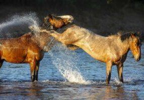 The Kick by Byron Neslen Photography