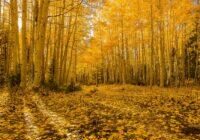 The Road Paved in Gold by Byron Neslen Photography