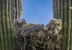 Two Great Horned Owlets by Byron Neslen Photography